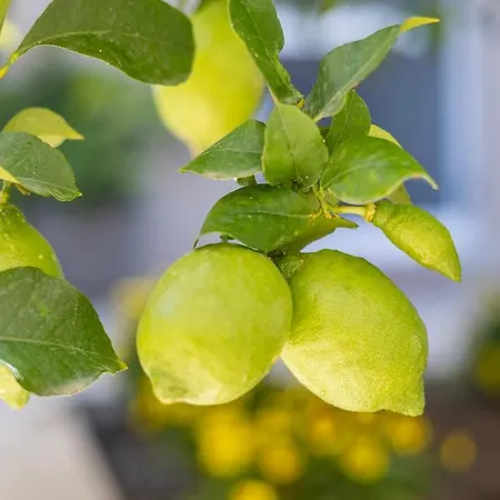 公寓 Panormos Luxury House