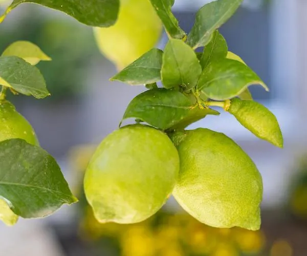 Apartament Panormos Luxury House